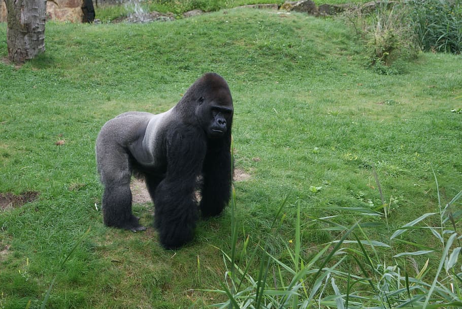 gorilla, witrug, monkey, primate, plant, grass, mammal, green color HD wallpaper