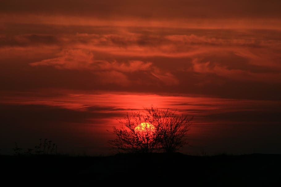 sunset, red, tree, sky, fire, in the evening, cloud, cloud - sky HD wallpaper