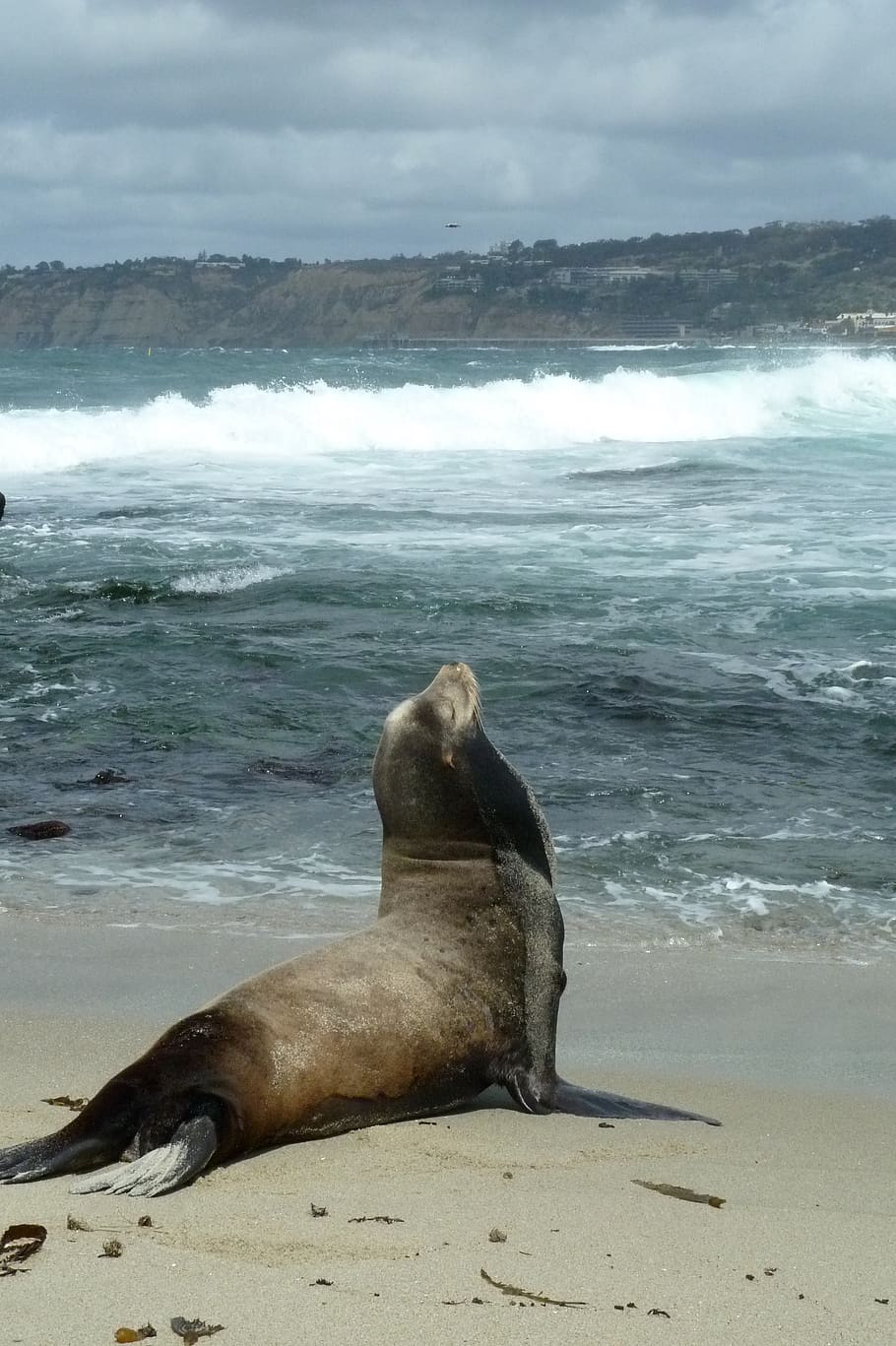 sea lion, beach, coast, san diego, wildlife, nature, mammal, HD wallpaper