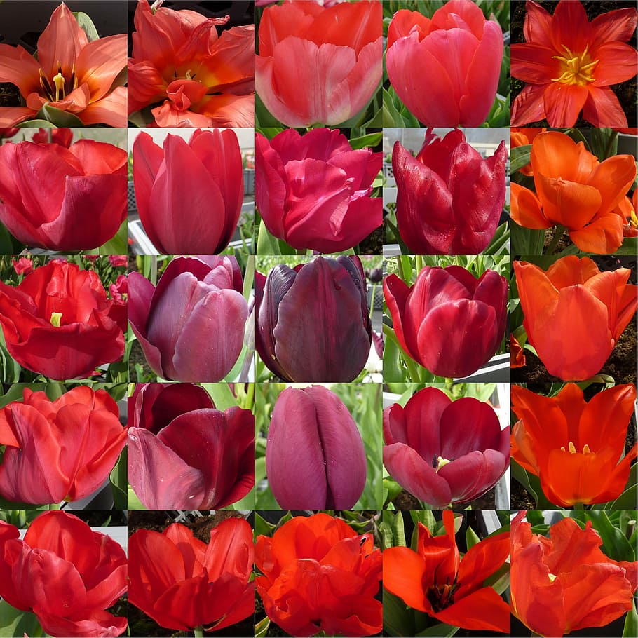 flower, tulip, red, collage, flowering plant, full frame, petal HD wallpaper