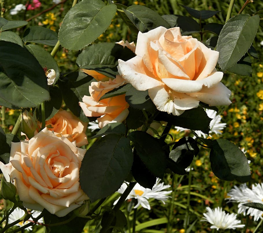roses, garden, flower, flowering plant, petal, beauty in nature HD wallpaper