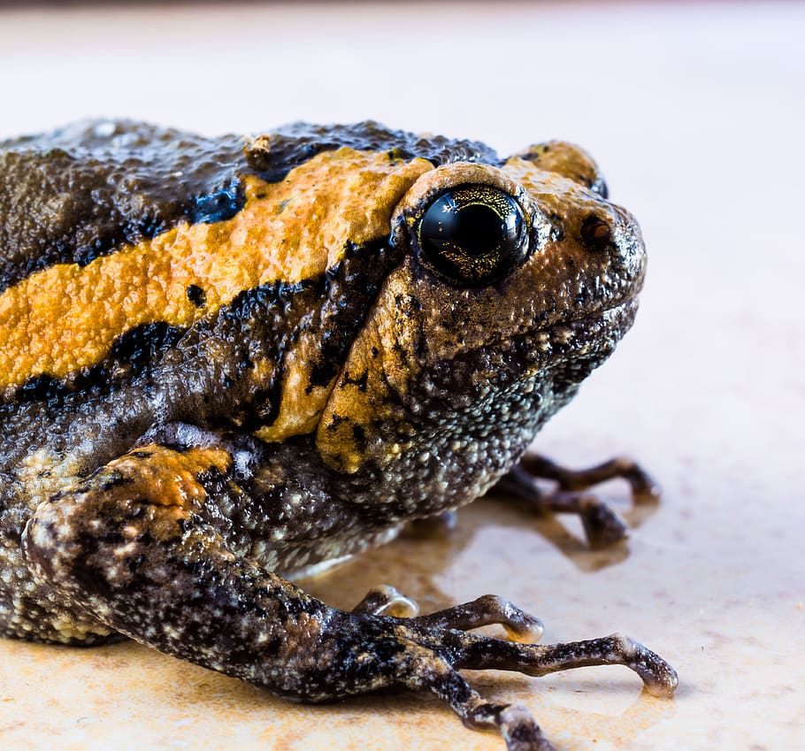 Toad, Anuran, Frog, Amphibians, animal, nature, wildlife, close-up HD wallpaper