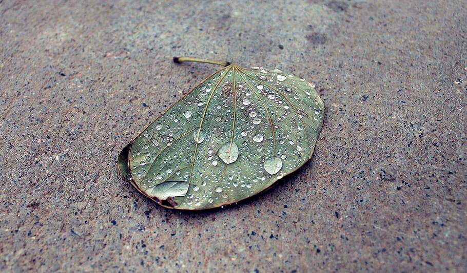 waterdrops, rain, leaf, droplets, green, leaves, autumn, wet HD wallpaper