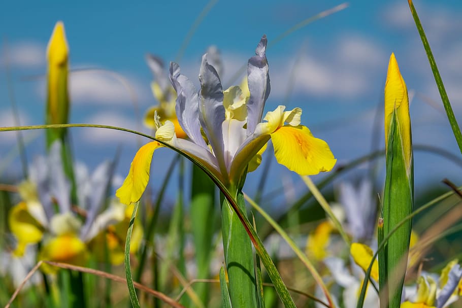 shallow focus photography of white flowers, iris, blossom, bloom HD wallpaper