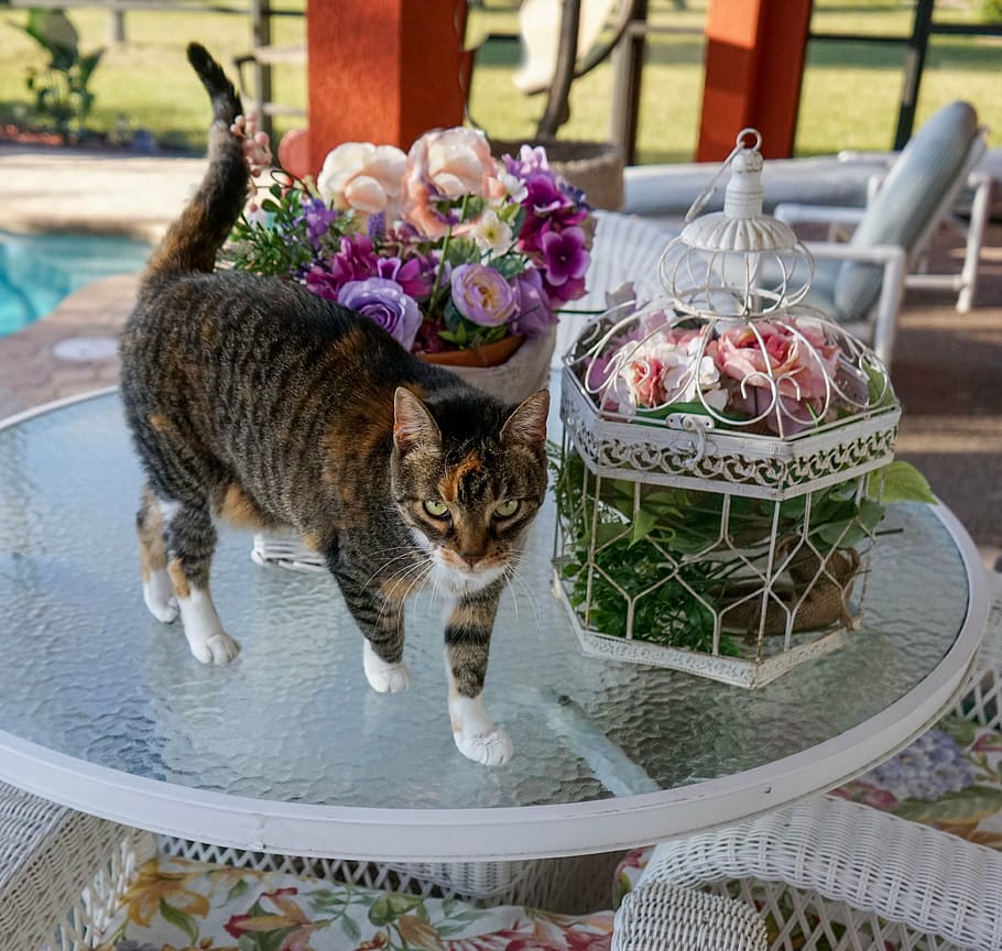 calico cat standing on glass-top patio table, feline, cute, animal