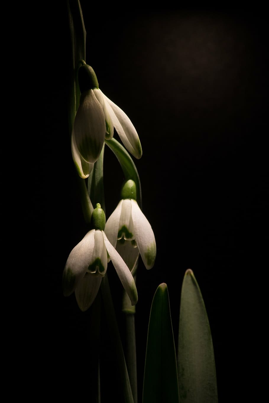snowdrop, macro, white flowers, spring, plant, flowering plant HD wallpaper