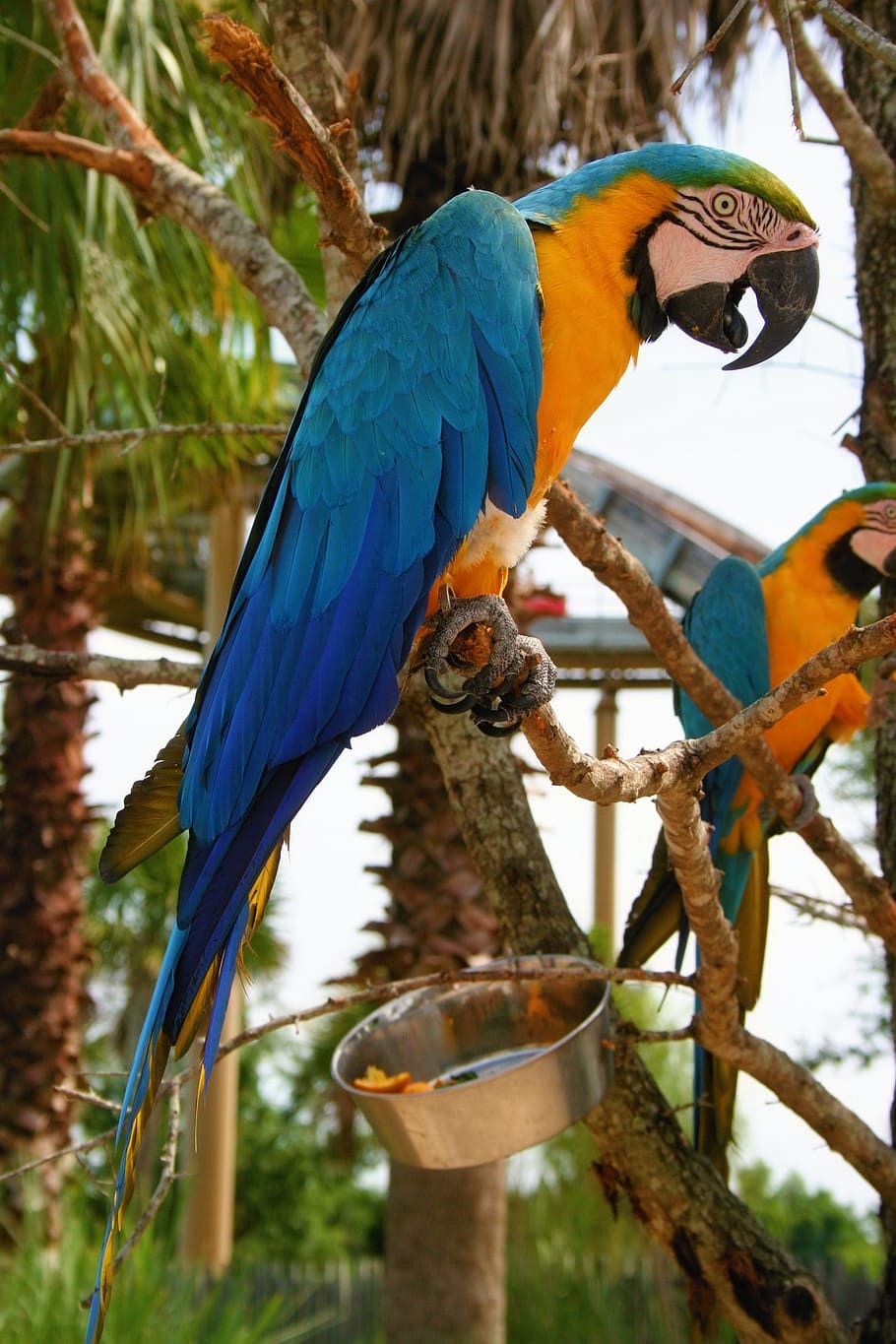 macaw, bird, blue, gold, nature, beak, wings, perch, animal themes HD wallpaper