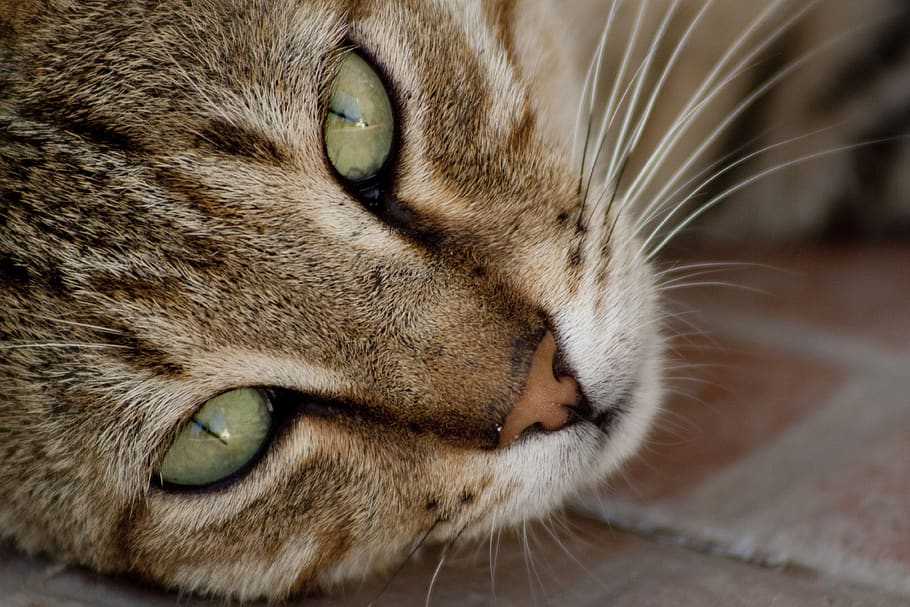 cat, tabby cat, animals, street, feline, animal themes, one animal HD wallpaper