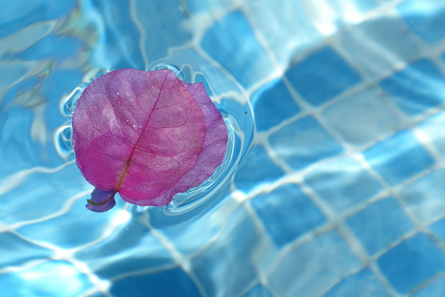 pink bougainvillea petal on body of water, background, mirroring HD wallpaper