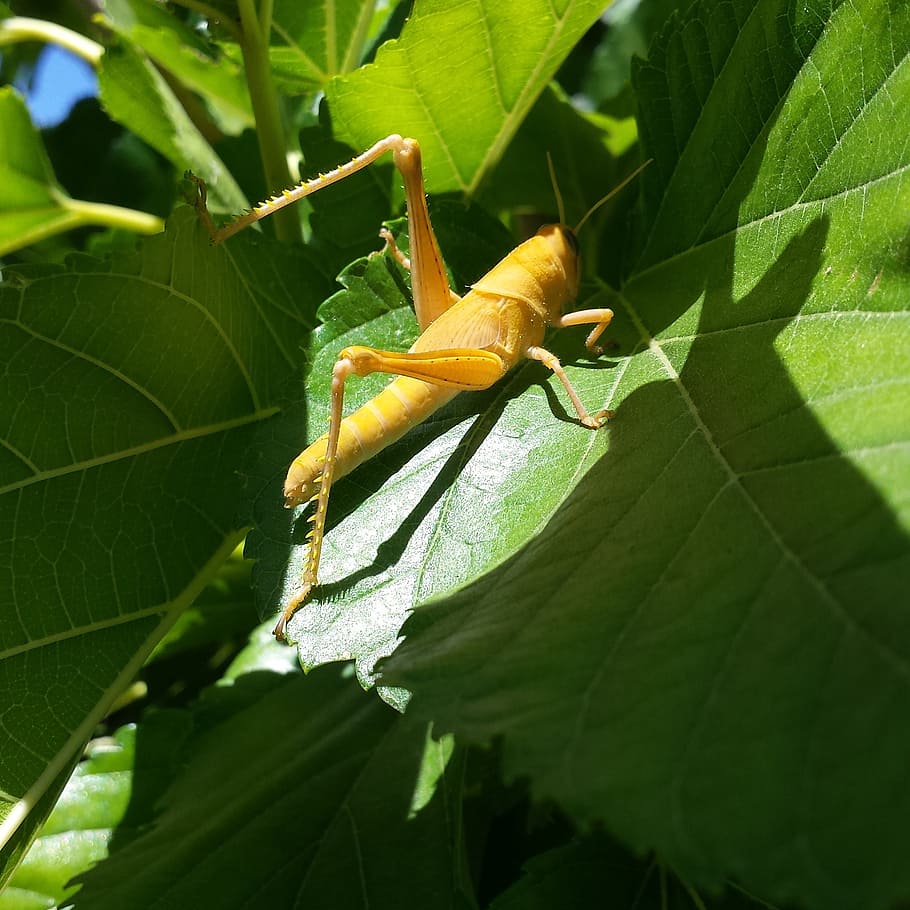 grasshopper, yellow, insect, nature, leaf, cricket, wildlife HD wallpaper