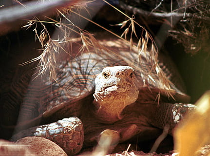 tortoise, desert, turtle, wildlife, nature, crawling, big, shell HD wallpaper