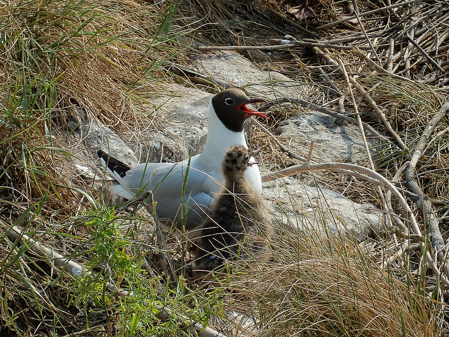 arctic tern, chicks, bird, water bird, hatching, breeding season HD wallpaper
