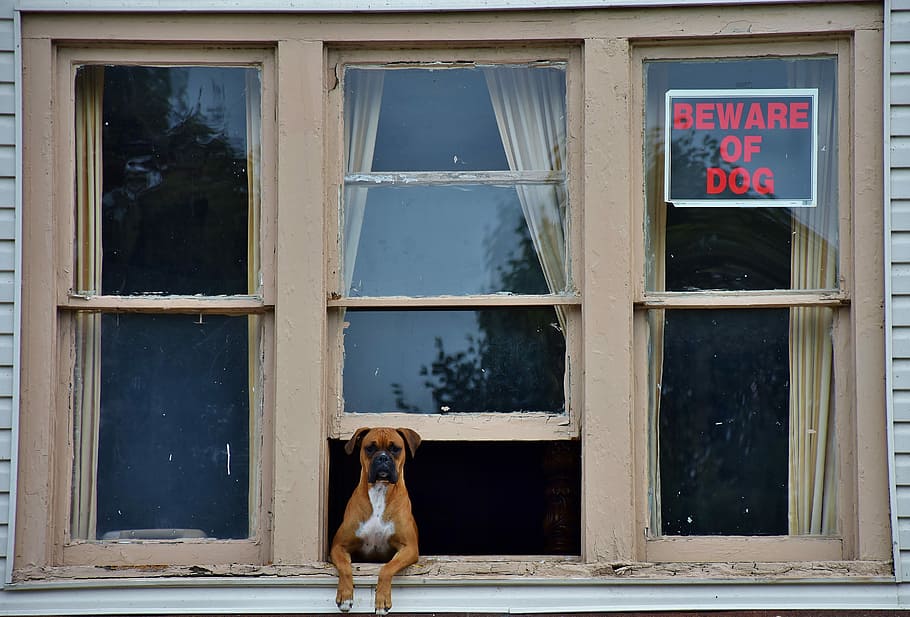 adult brown boxer on gray window, adult fawn boxer looking through opened window HD wallpaper