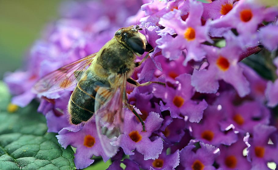 hoverfly, dung fly, nectar search, collect nectar, suck, blooms of butterfly lilac, HD wallpaper