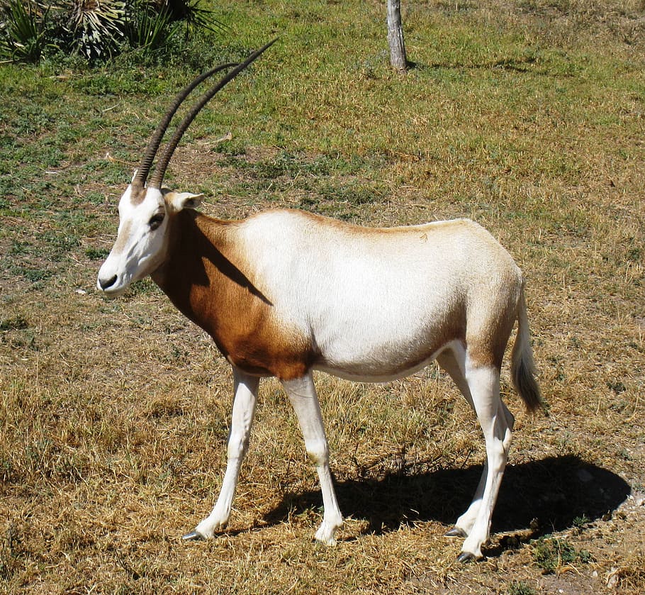 antelope, impala, mammal, animal themes, one animal, field HD wallpaper