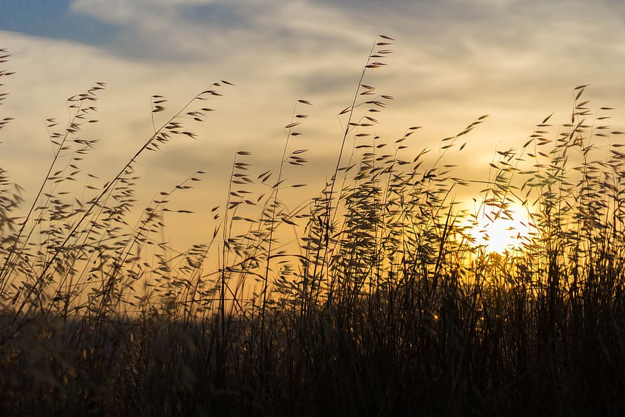 Landscape, Sunset, Spikes, Summer, sky, sunlight, season, grass HD wallpaper
