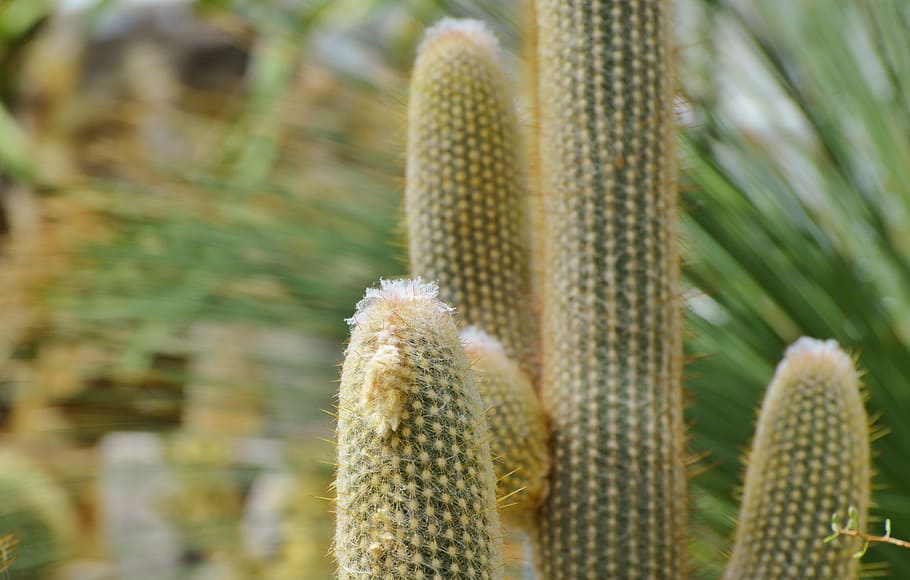 Cactus, Spur, Plant, green, prickly, thorns, hairy, nature HD wallpaper
