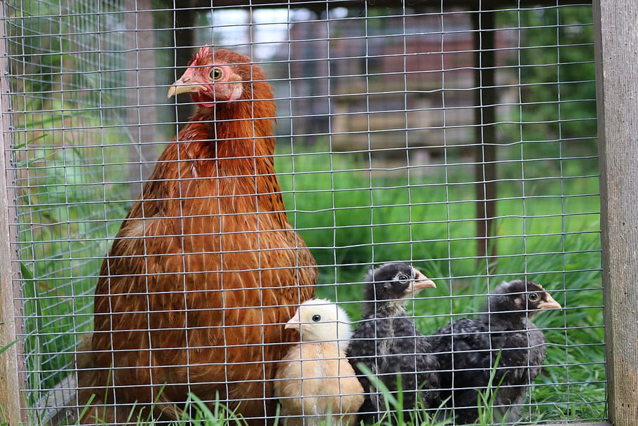 pekin, chicken, hen, bird, bantam, poultry, feather, young HD wallpaper