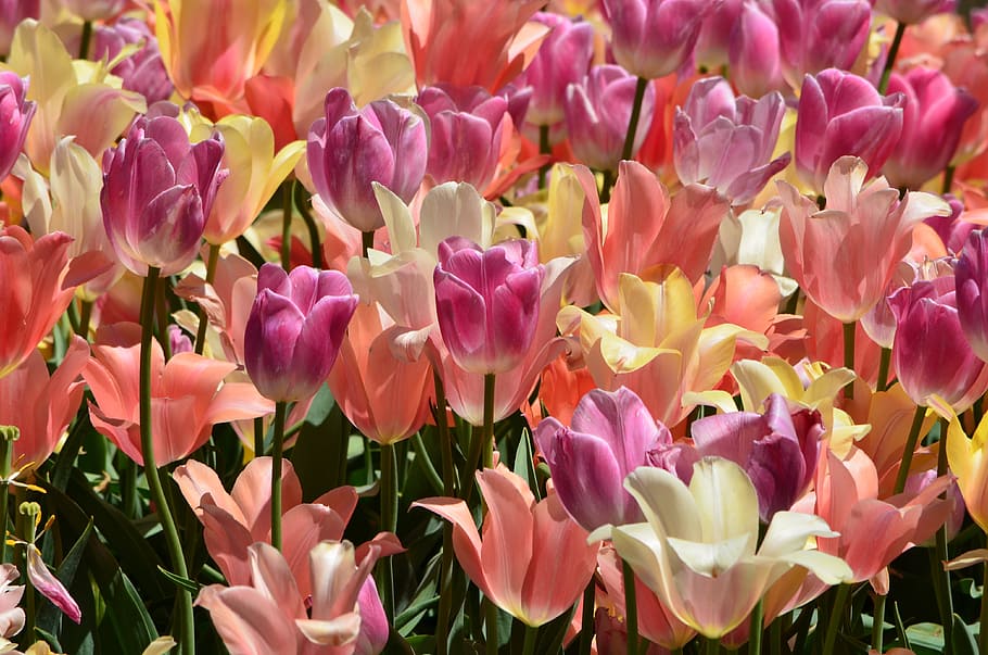 pink flowers with green leaves, tulips, spring, bloom, fresh HD wallpaper