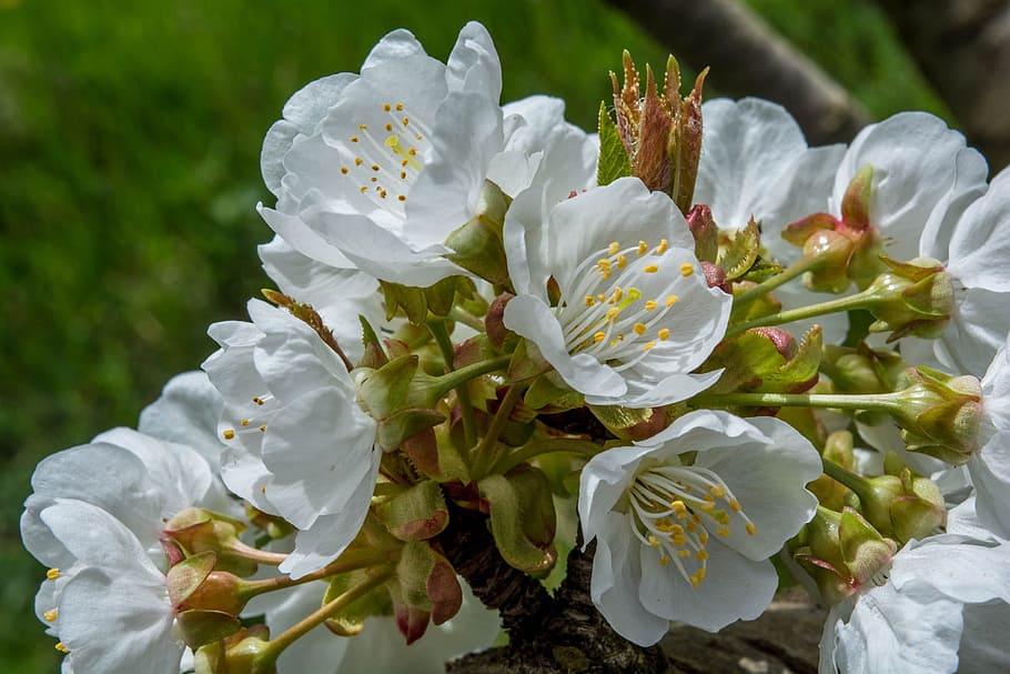 flowers, cherry, nature, spring flowers, bloom, cherry blossom HD wallpaper