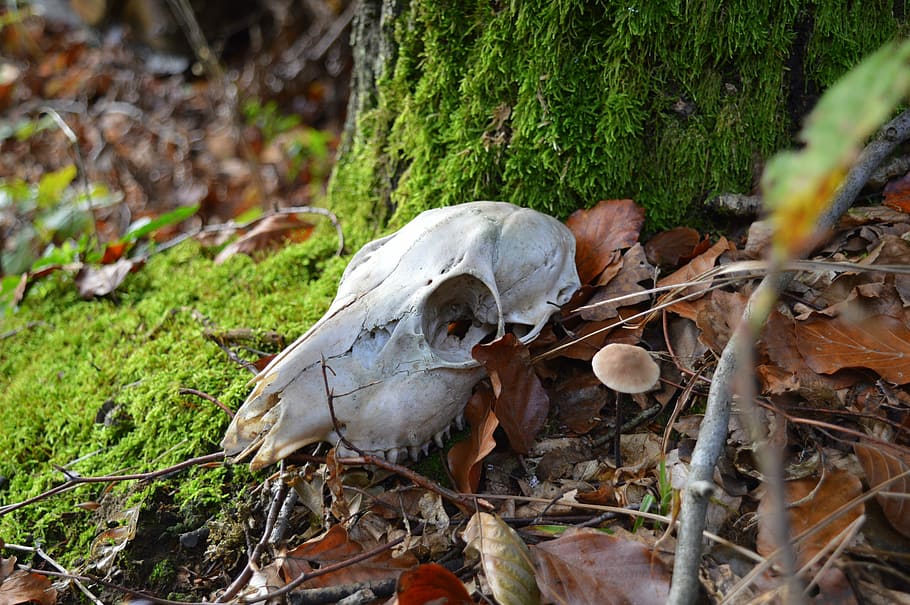 skeleton, animal, forest, skull, bone, nature, skull bone, creature HD wallpaper