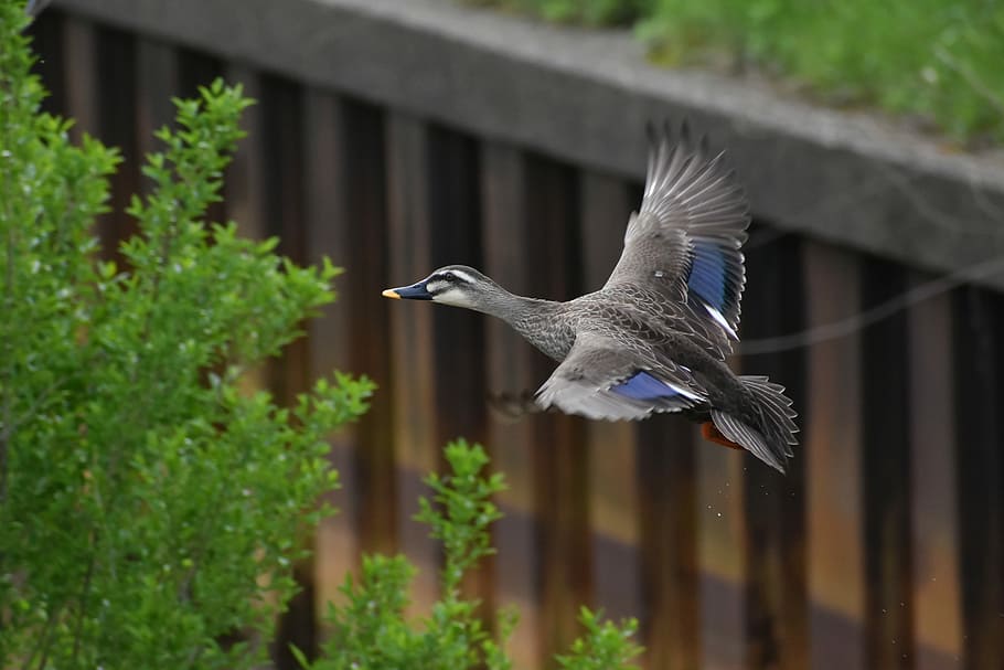 animal, river, waterside, bird, wild birds, waterfowl, duck HD wallpaper