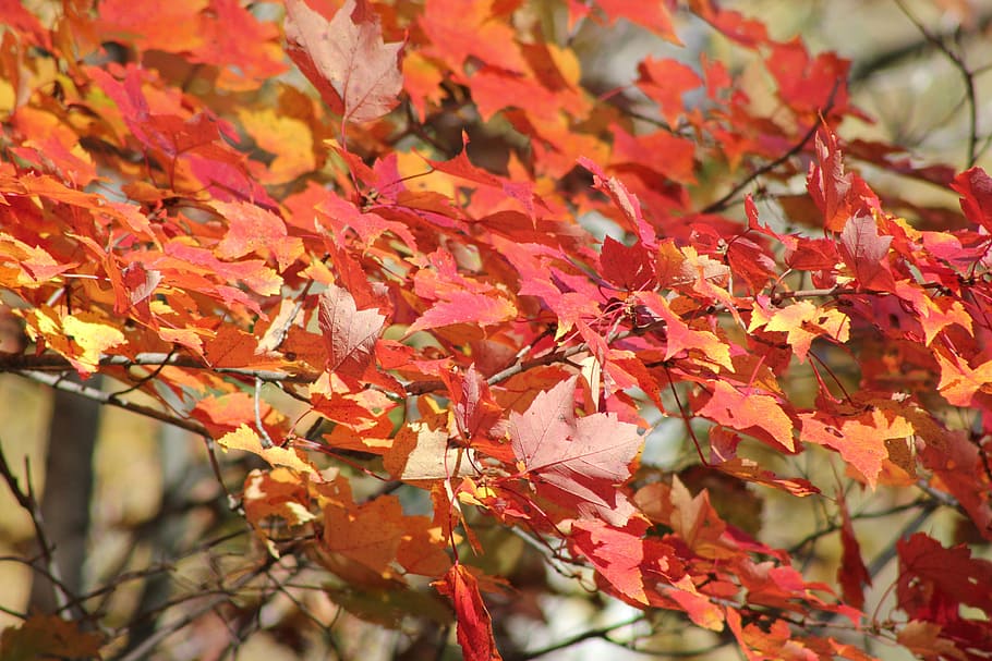 fall, backdrop, autumn, nature, forest, tree, leaf, change HD wallpaper