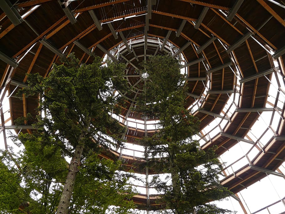 Treetop, Path, Web, Boardwalk, treetop path, construction, observation tower HD wallpaper