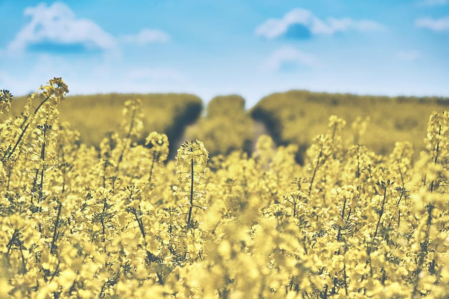 clouds, field, flowers, countryside, arable, beautiful, bloom HD wallpaper