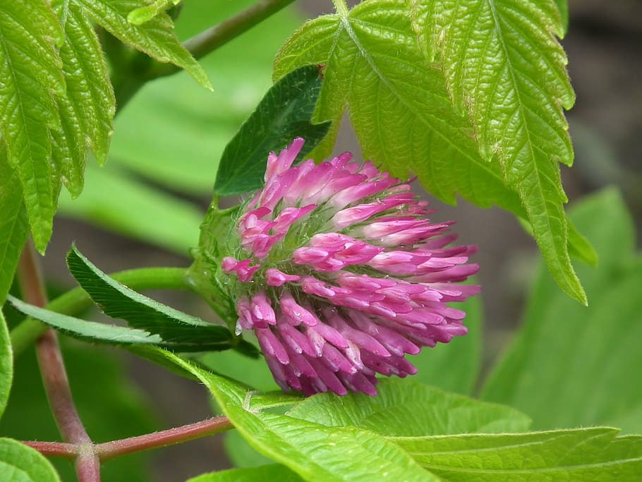 selective focus photography of pink chives flower, bloom, flowers HD wallpaper