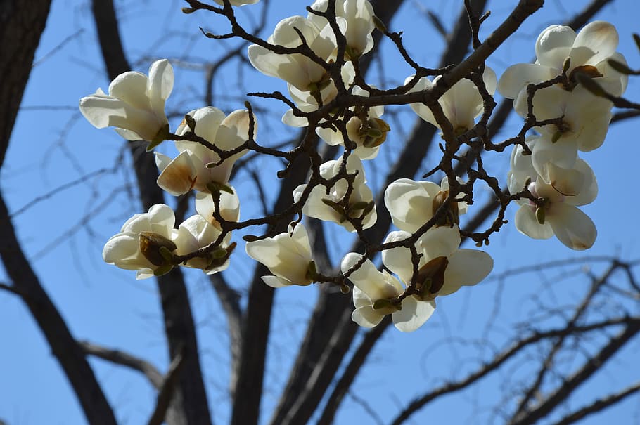 Magnolia, Flowers, White, Tree, Tree, Spring, sky, branches HD wallpaper