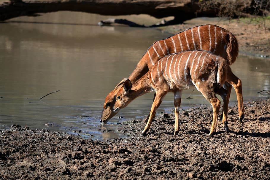 two brown animal drinking water during daytime, wildlife photography of two brown deers HD wallpaper