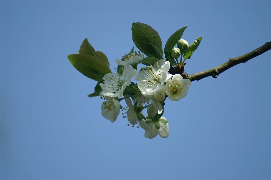 blossom, fruit, plum, spring, betuwe, flower, plant, flowering plant HD wallpaper