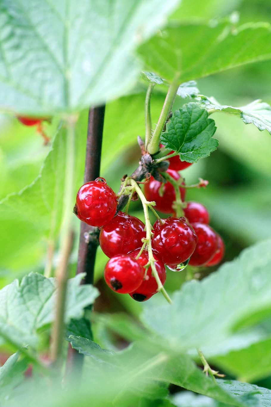 currants, fruit, shrub, red, nature, berries, garden, jam, orchard HD wallpaper