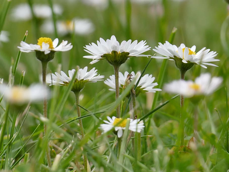 meadow, daisy, spring, flowers, nature, green, flower meadow HD wallpaper