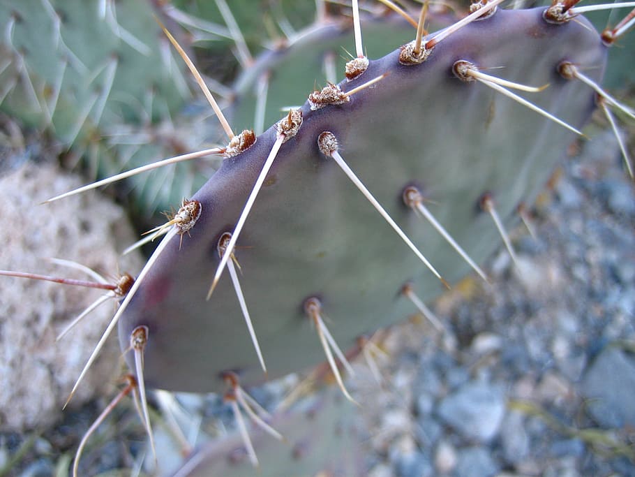 cactus, thorns, green, nature, desert, succulent, plant, no people HD wallpaper