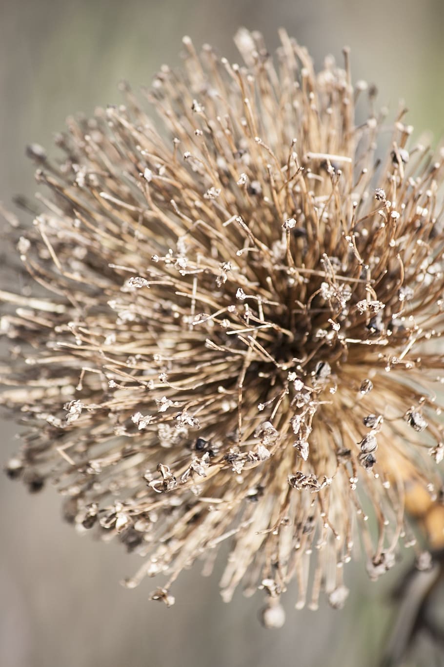 leek, dry, seeds, plant, close-up, nature, focus on foreground HD wallpaper