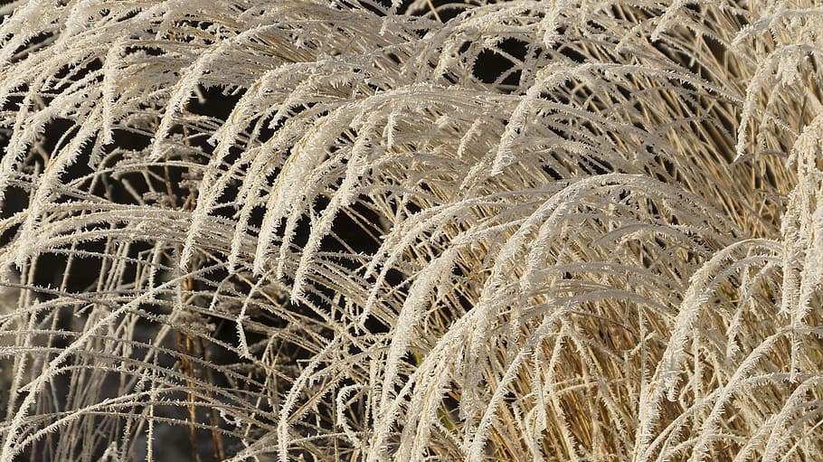 Grass, Withered, Dried, White, wilted, winter, ice, snow, crystal HD wallpaper