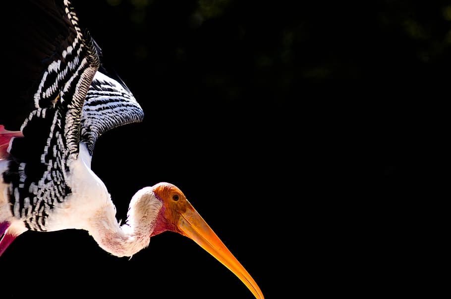 white and black flying bird on black background, flying bird HD wallpaper