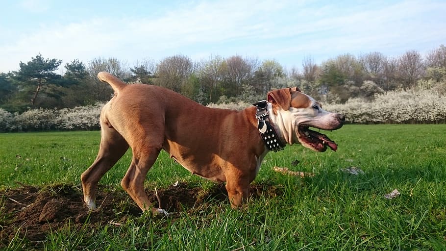 dog, amstaff, domestic, domestic animals, pets, mammal, animal themes HD wallpaper