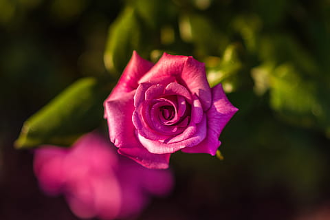 Closeup shot of a pink rose flower, nature, flowers, roses, rose - Flower HD wallpaper