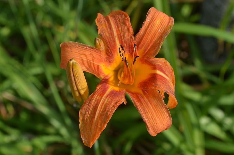 flower, garden, nature, spring, outdoors, flowering plant, petal HD wallpaper