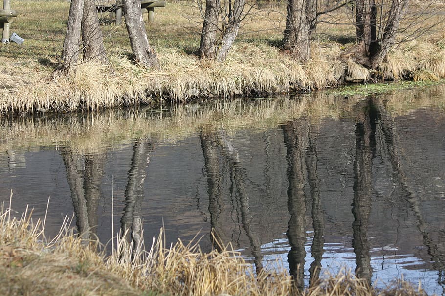mirror reflection, landscape, trees, river, nature, lake, trunk HD wallpaper