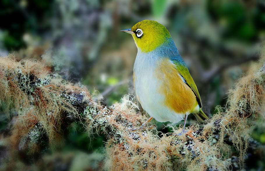 macro photography of white, blue, orange, and green bird, wax eye