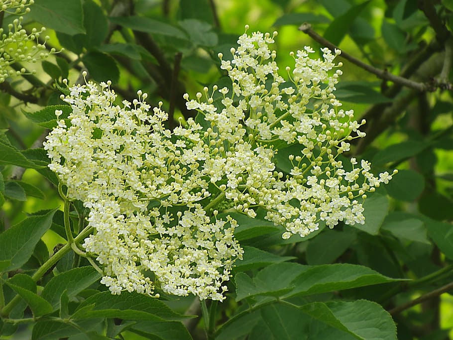 Elderflower, Elder, White, White, Bush, holder bush, sambucus nigra HD wallpaper