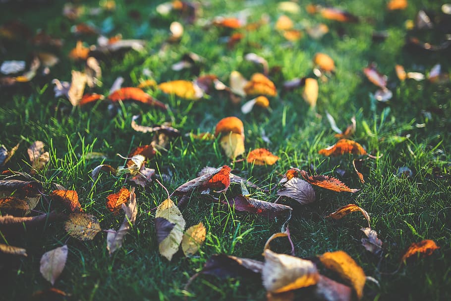 Leaf, Leaves, Colorful, Yellow, red, orange, autumn, fall, nature HD wallpaper