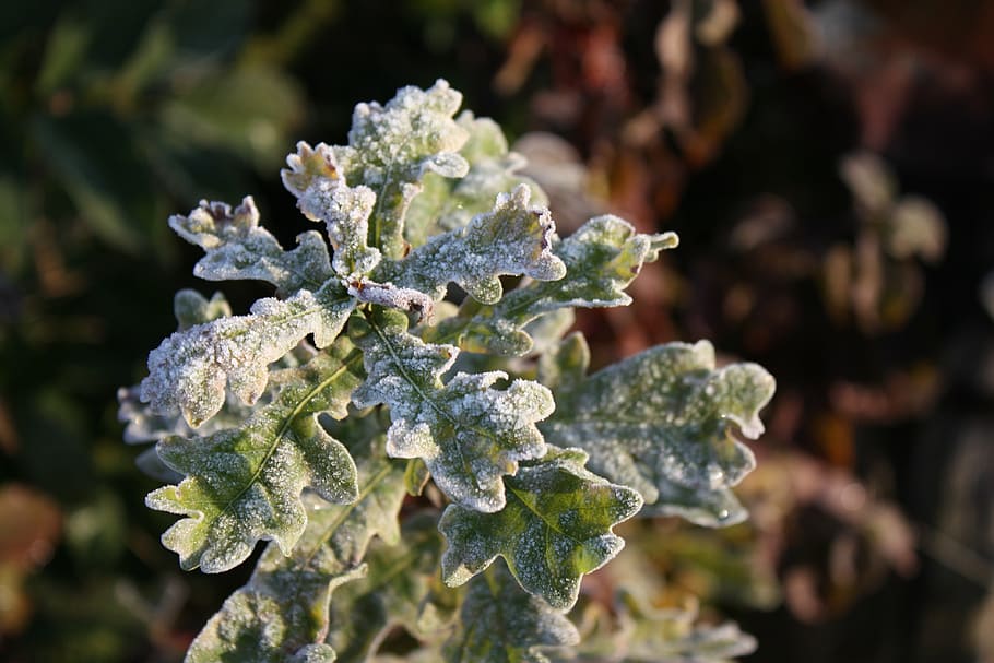 frost, plant, winter, cold, nature, beauty in nature, close-up HD wallpaper