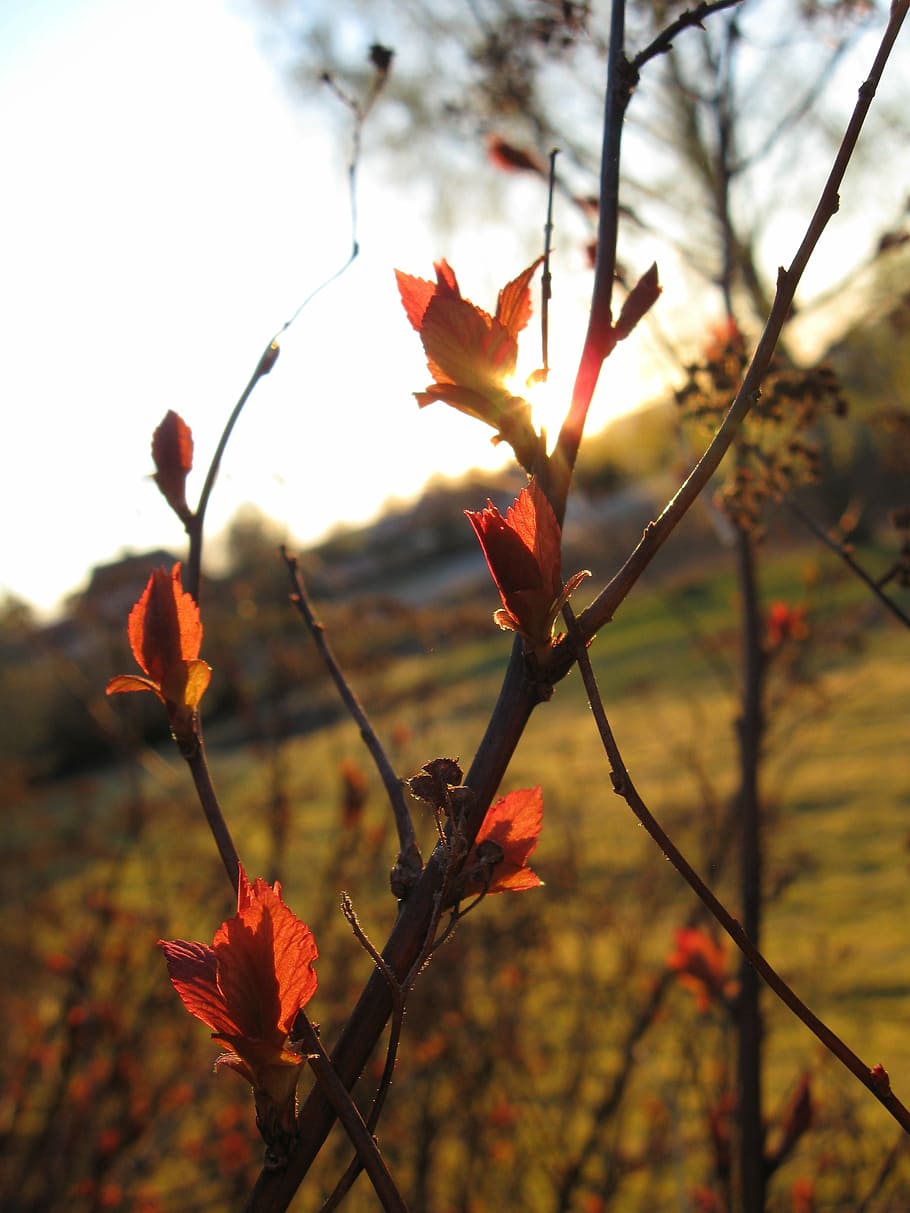 plant, spring, sunset, natural, nature, autumn, outdoors, red HD wallpaper