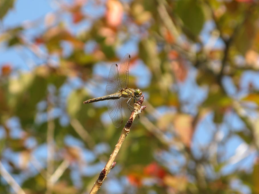 dragonfly, insect, autumn, plant, animal wildlife, animals in the wild HD wallpaper