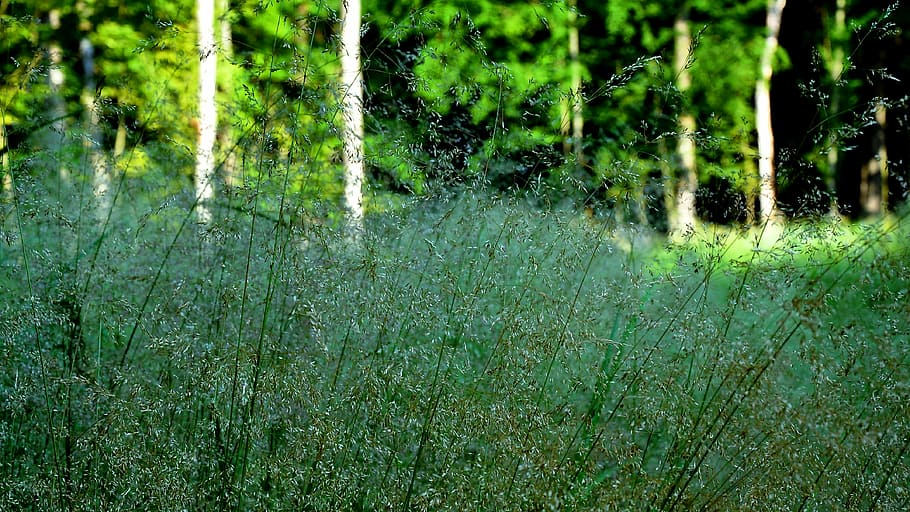 flowering grass, forest, summer, herbs, plant, green color HD wallpaper